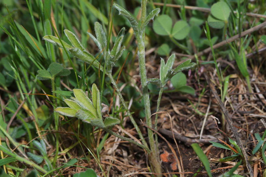 Ranunculus monspeliacus / Ranuncolo di Montpellier